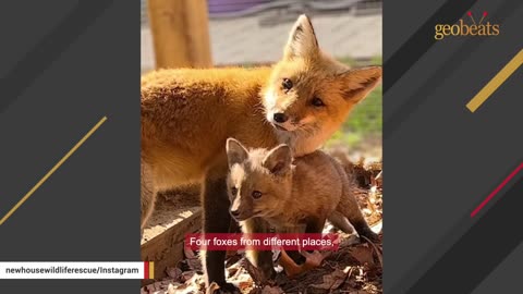 Kind fox adopts babies who lost mom