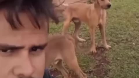 Funny cut and dog