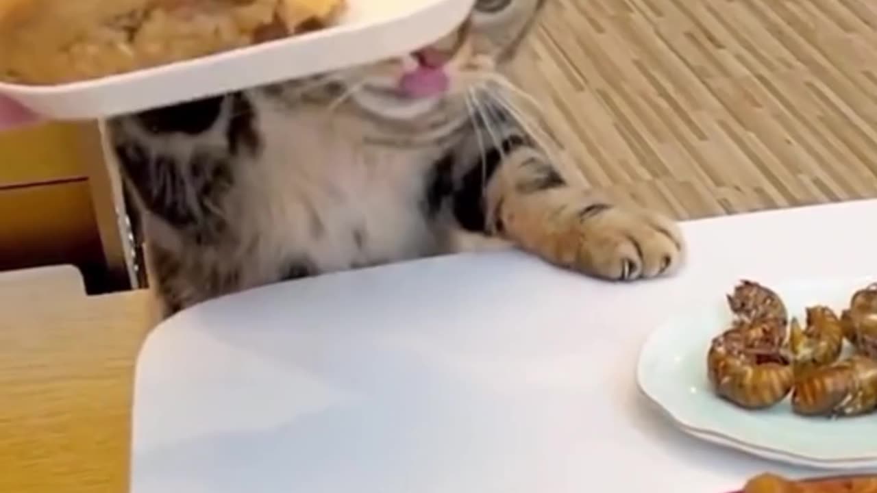 funny hungry cat