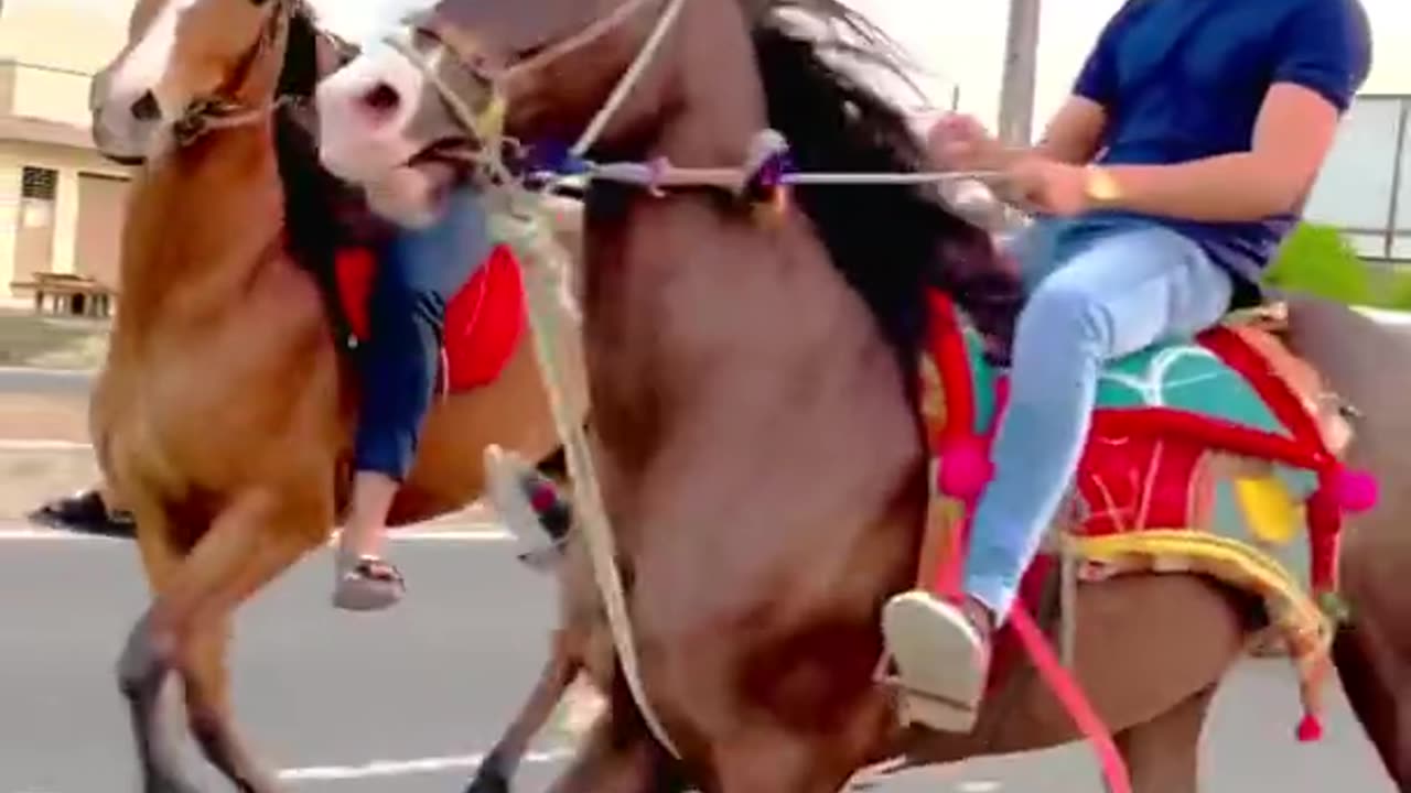 horse runing video || horse race video || #shorts #animal #horse