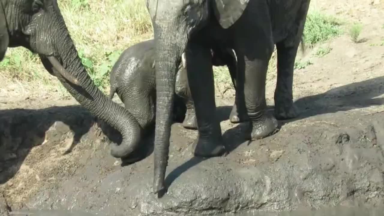 Struggling baby elephant gets a helping trunk from its mother