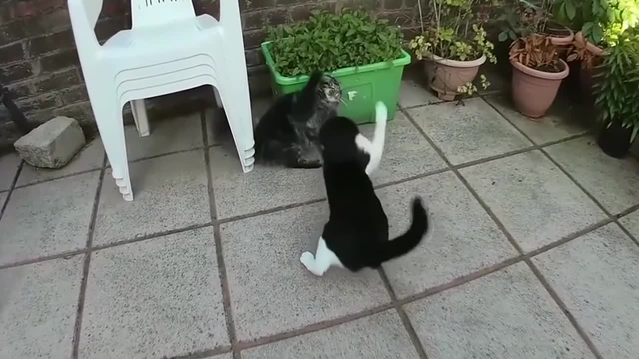 Crazy Cat Fights