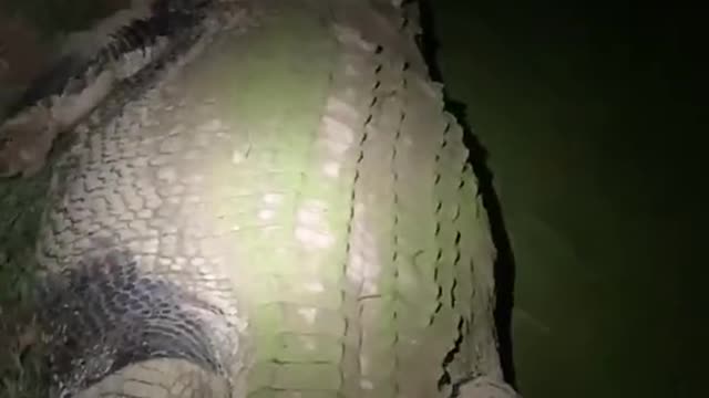 crocodile in the out back🐊dinosaurs