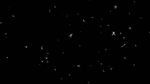 Birds Flying Silhoutte Isolated Black White