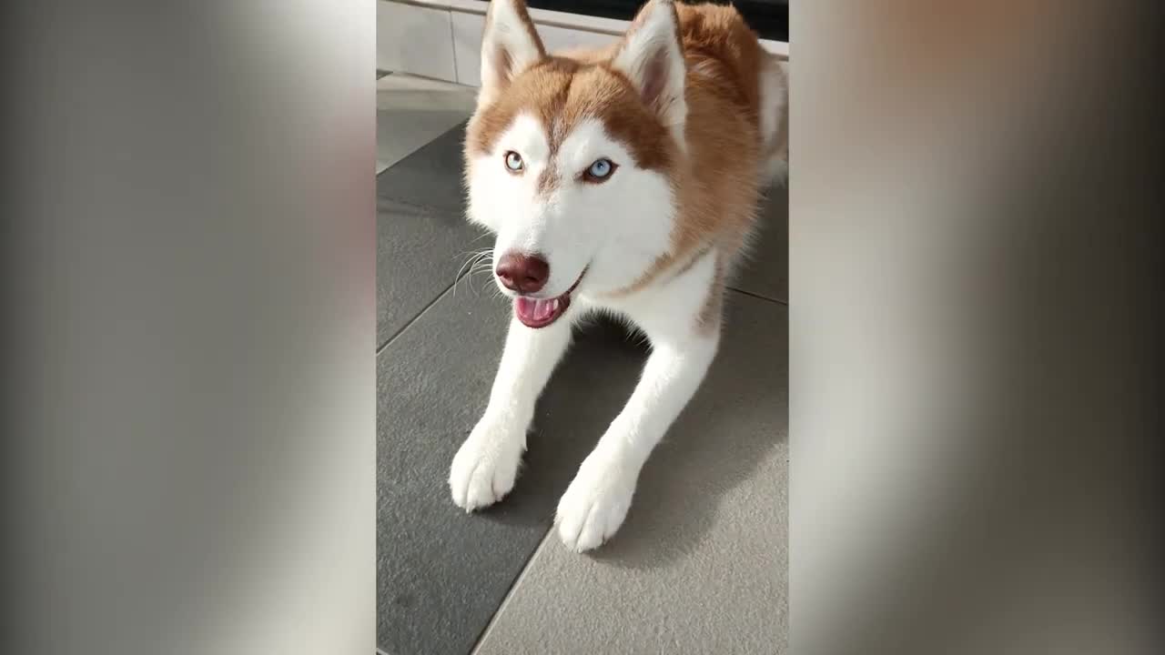 Dramatic Husky Complaining for 1 Minute Straight!