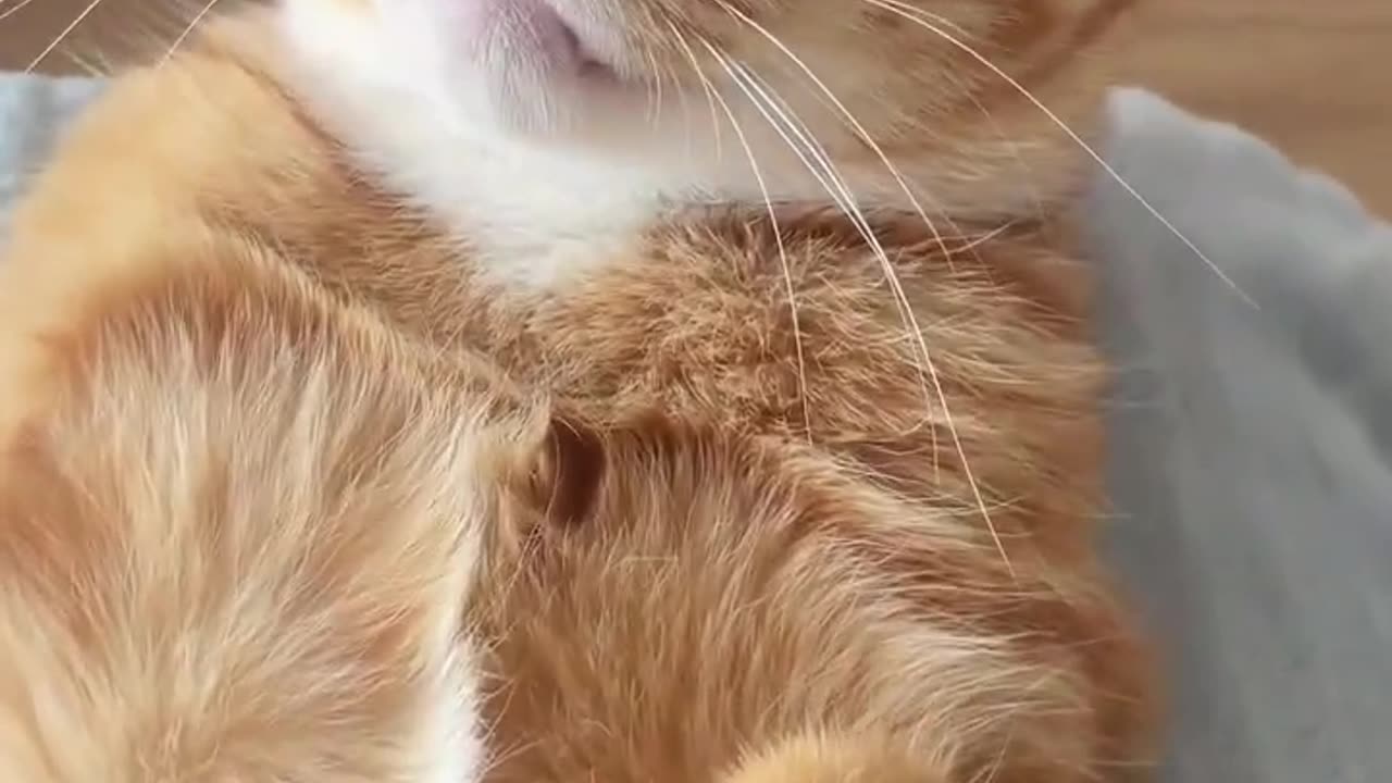 The Reluctant Cat || Funny Cats Video.
