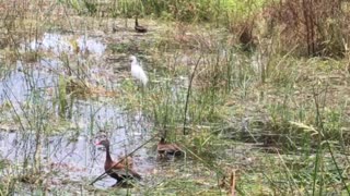 Another rainy summer day at the pond