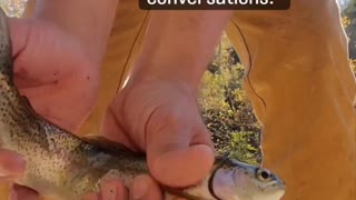 Trout fishing
