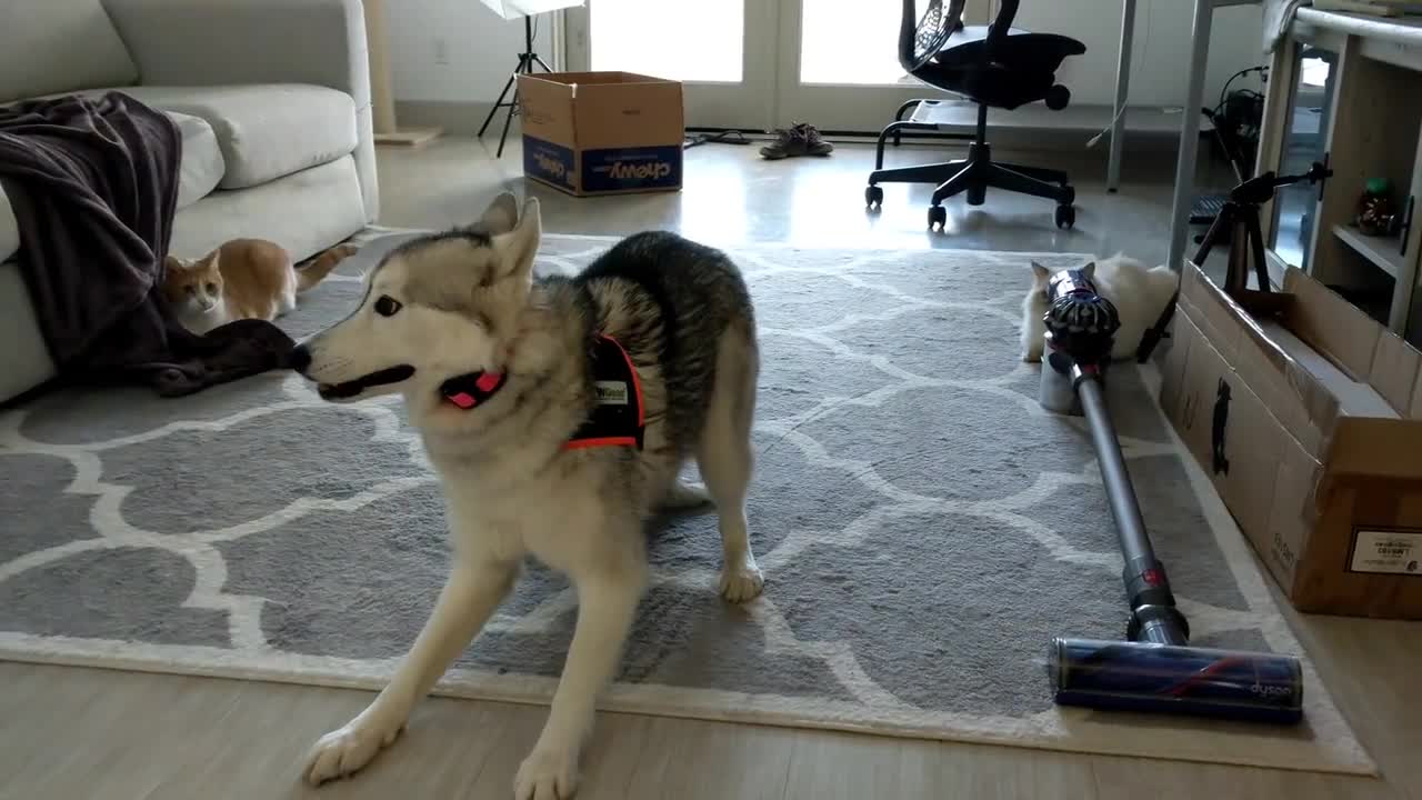 Energetic Husky 😘 little cat scared 😂😂 after seeing his energy😂😂