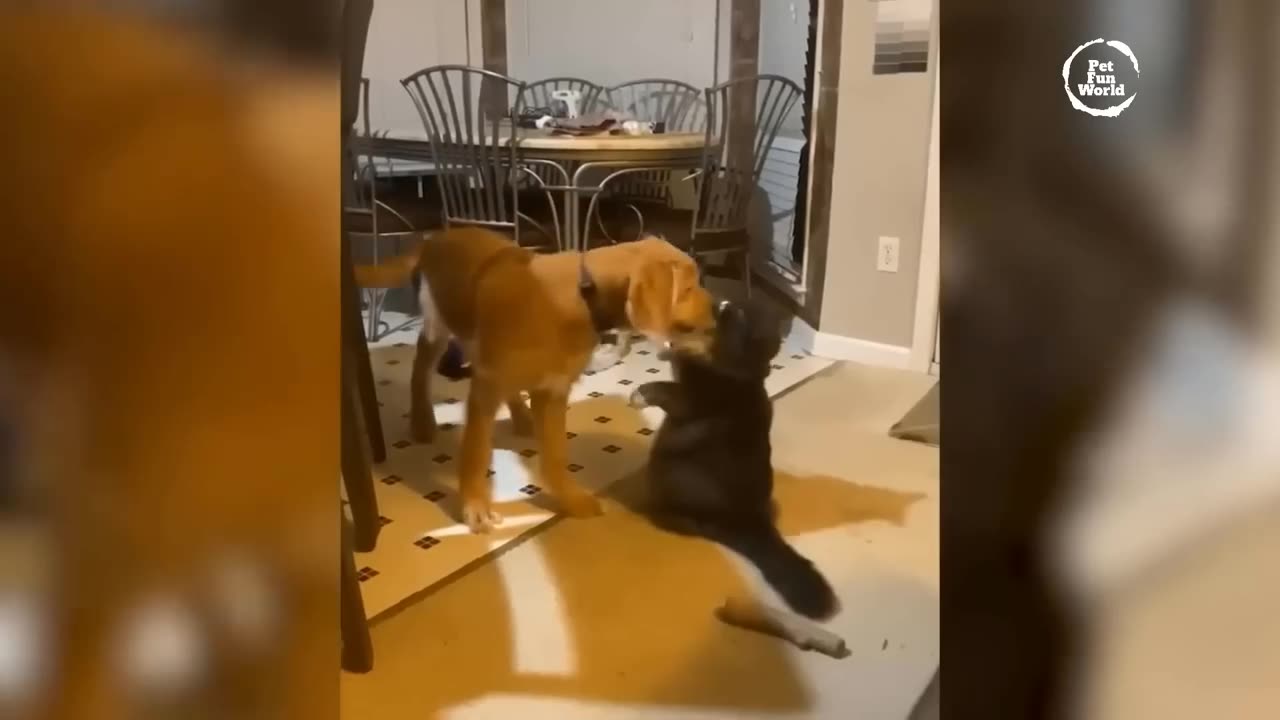 Funniest Animals New Funny Cats and Dogs Videos - Ep.23