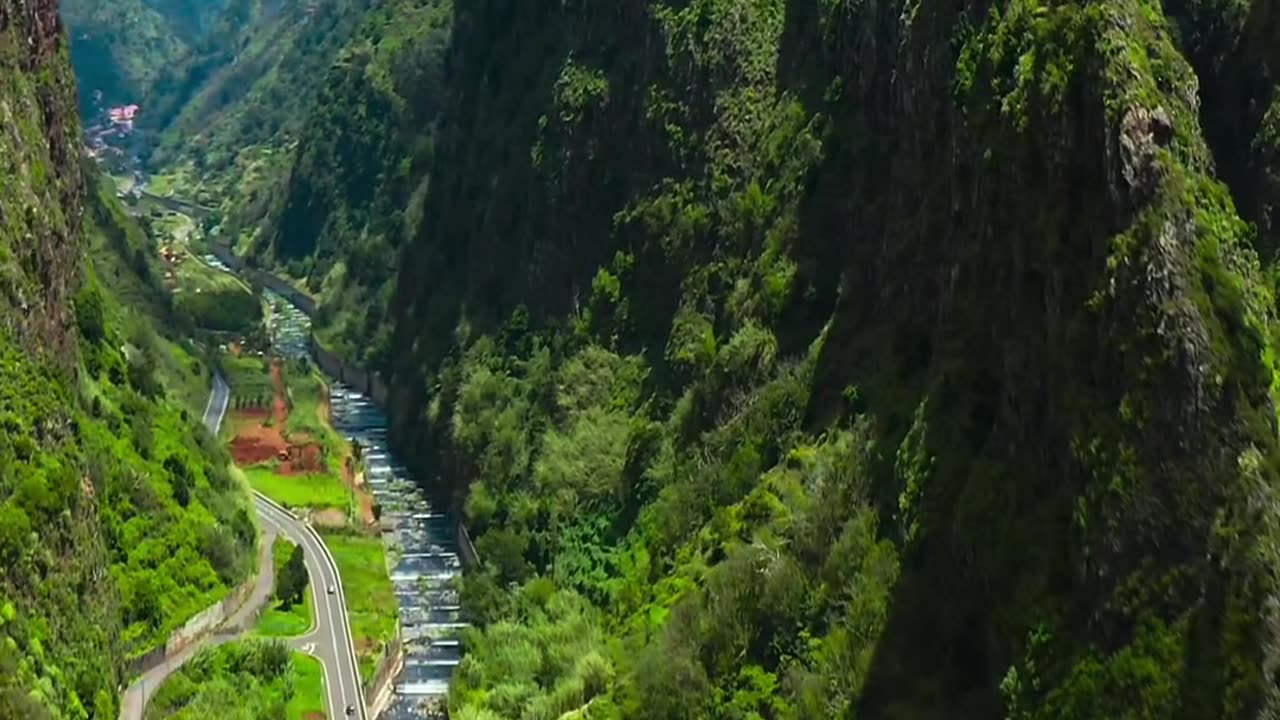 Drone Captures A Weird Wild Animal Running Through Forest