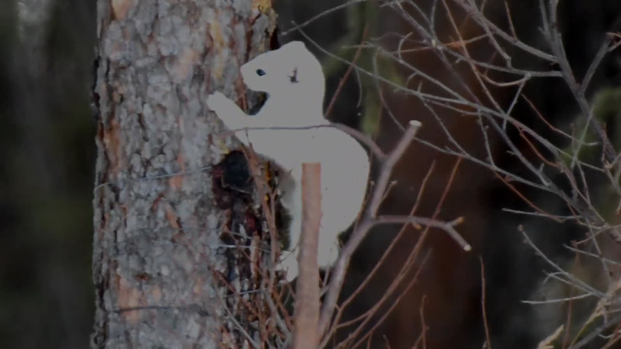 Sitting in the woods. Fox, Ermine, Squirrel