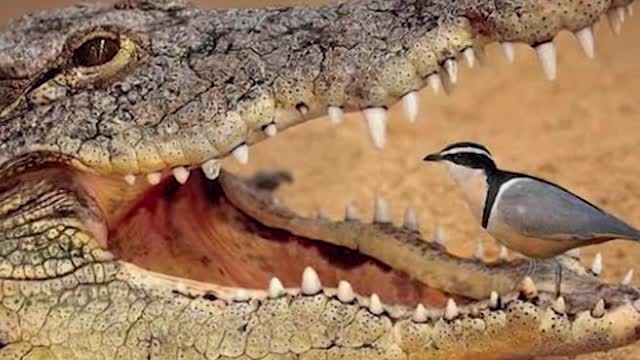 wild animals, shorts, amazing facts, The brave plover bird loves to clean crocodile's mouth #shorts