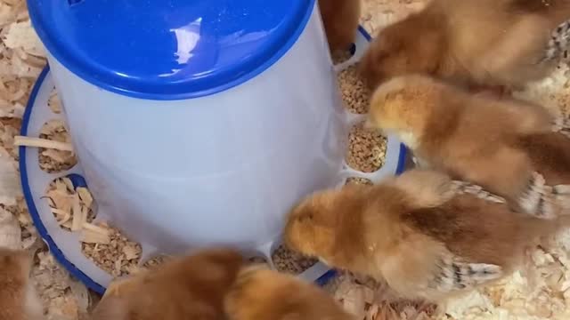 New Baby Chicks