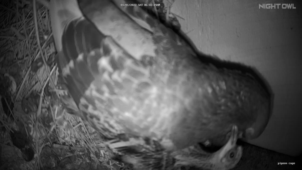 Flock it Farm: Baby Pigeons 2 weeks old