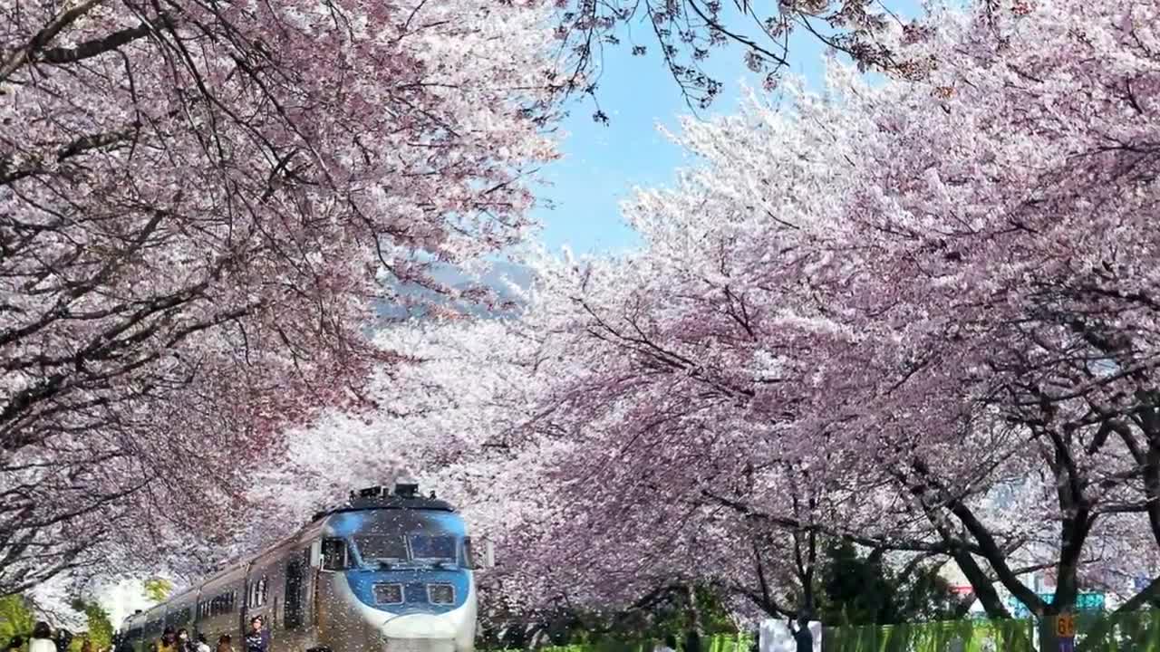 Amazing with the beauty of Japanese cherry blossoms