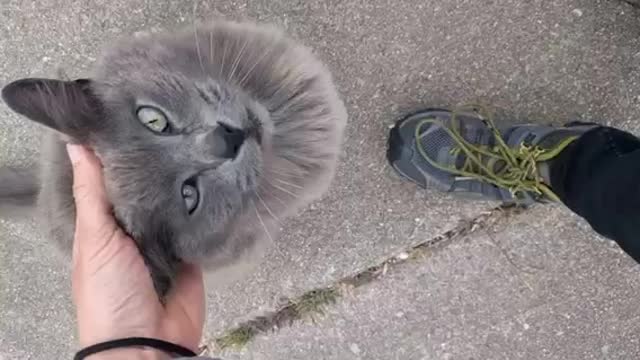 friendly and fluffy grey neighborhood cat