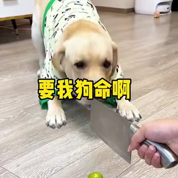 Have you seen Such a wise Dog