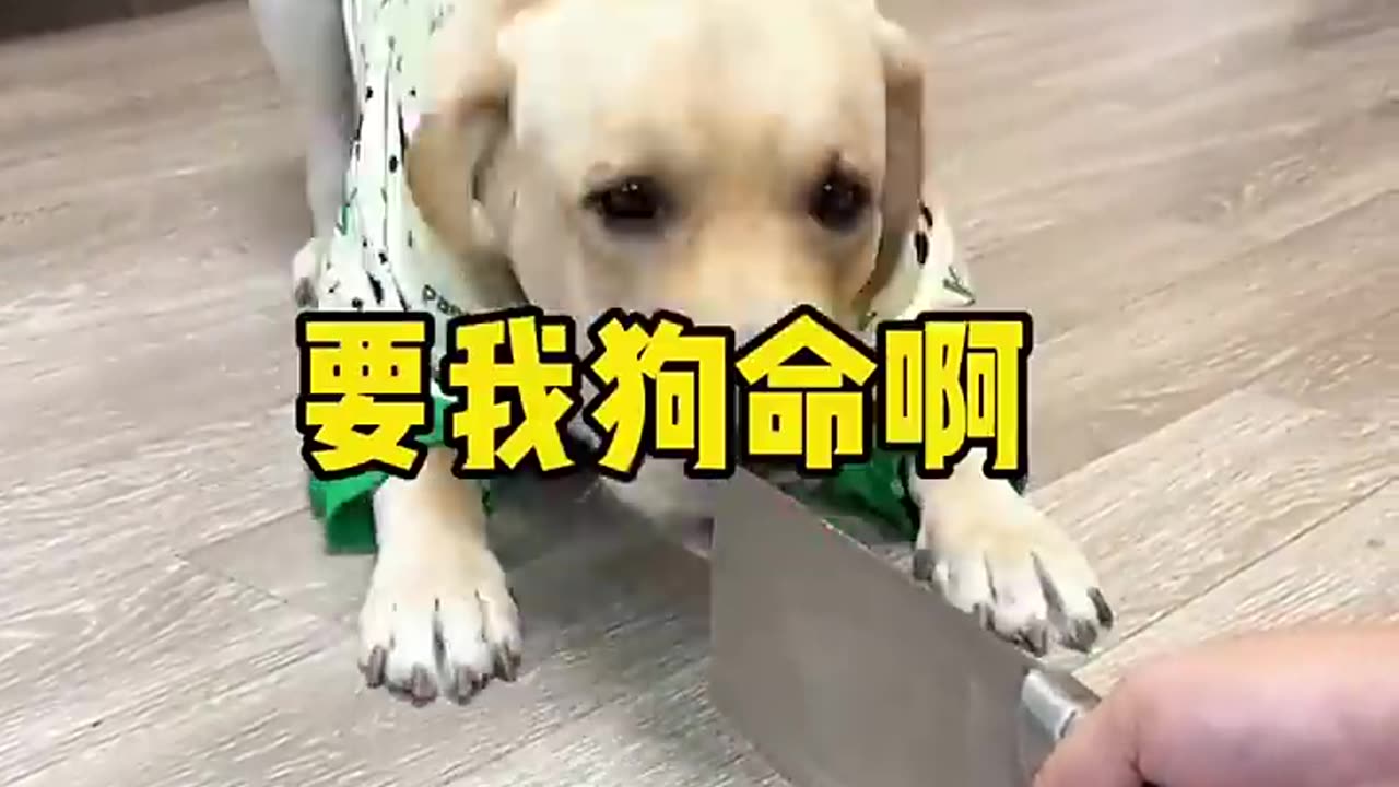 Have you seen Such a wise Dog