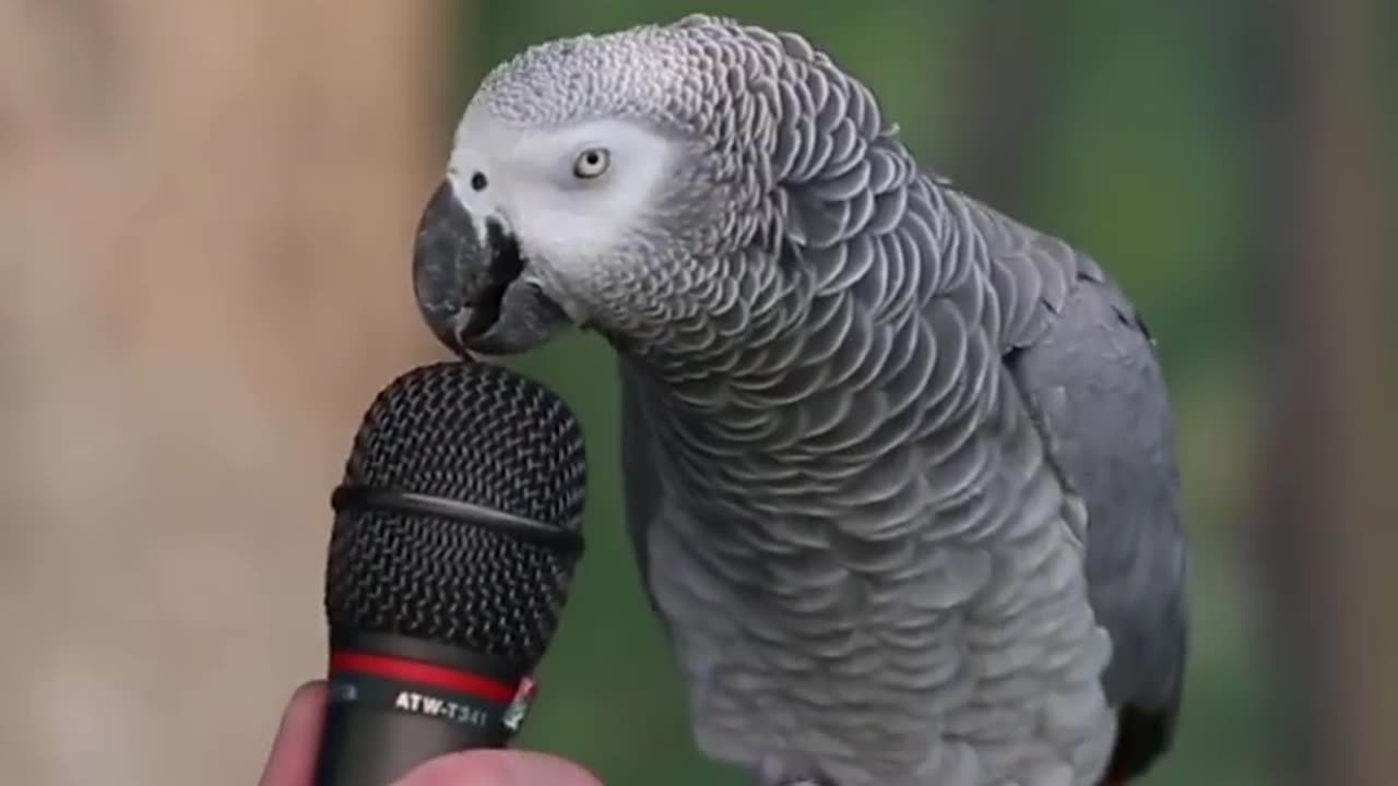 Talking parrot 😎