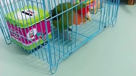 Parrot is a cyclist!