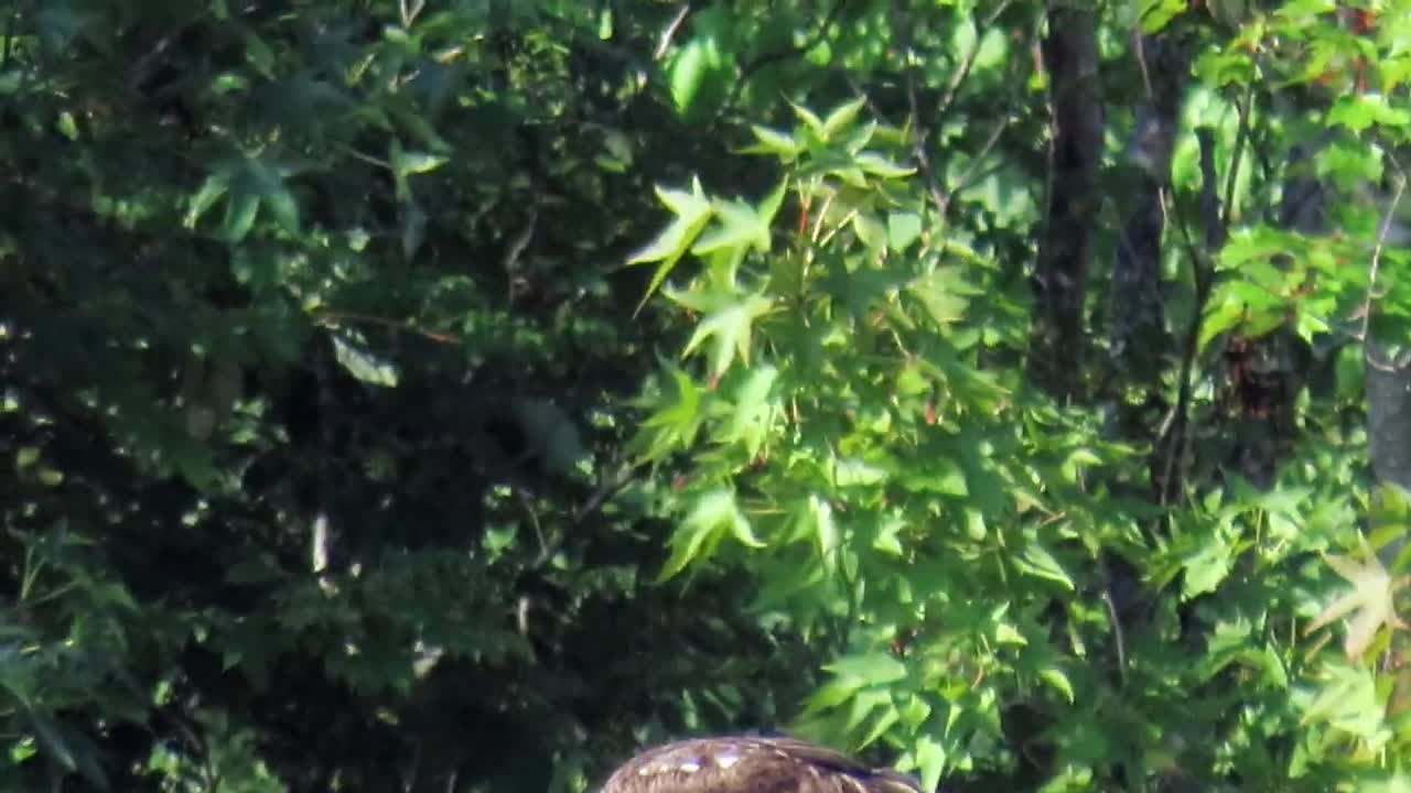 Osprey with Fish