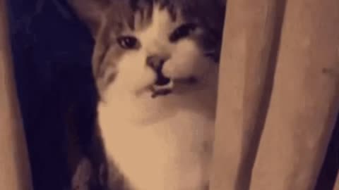 Cute Cat Gif