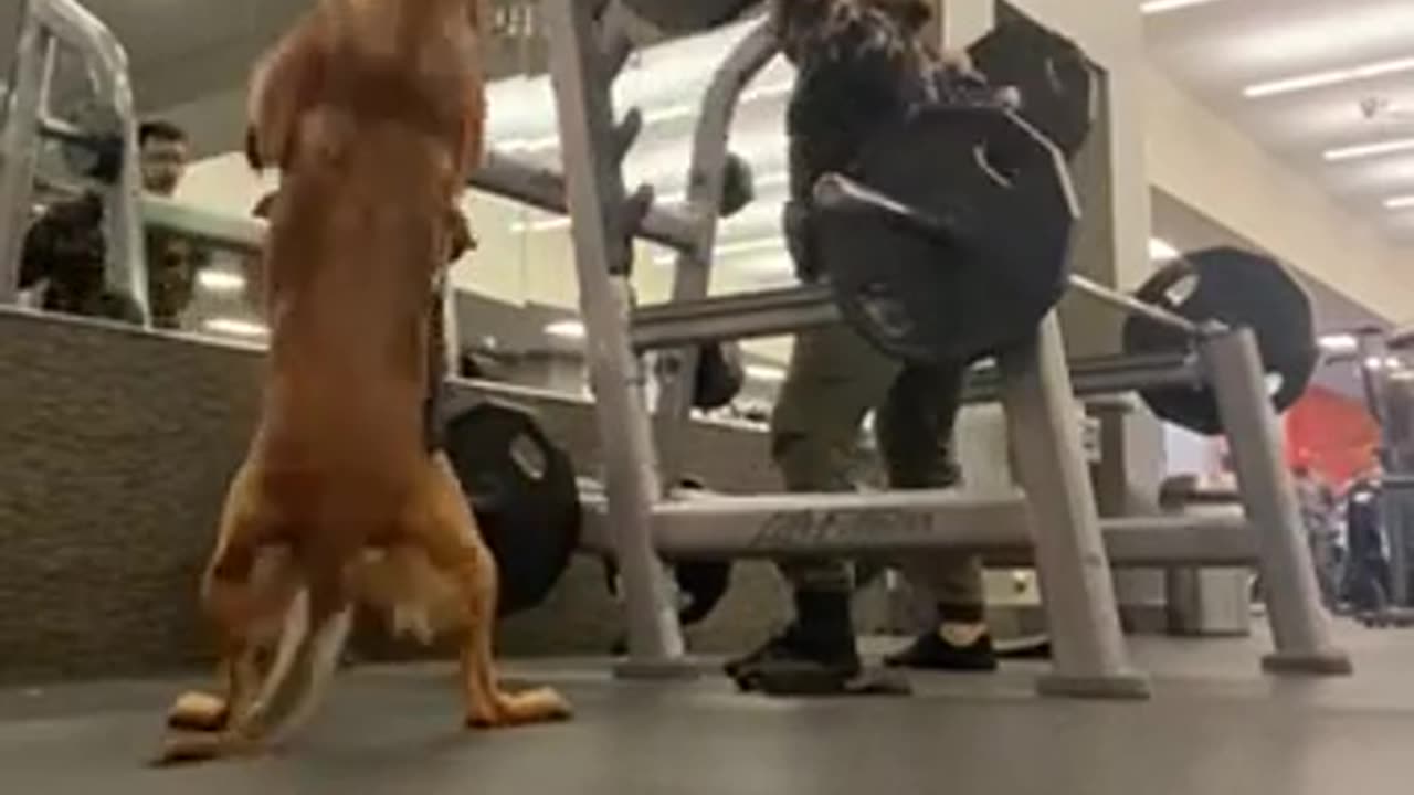 Dog doing gym like his owner