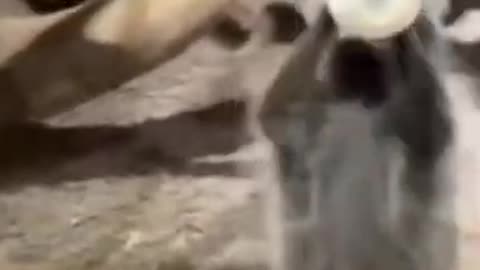 Funniest Cat And Dogs 😂 Funny Animal Videos 2022 #6