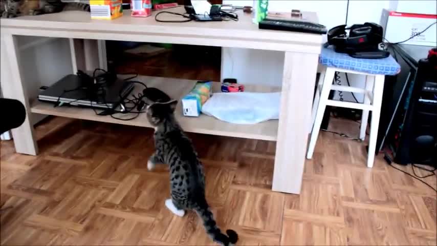 Crazy Kitten vs Mirrors