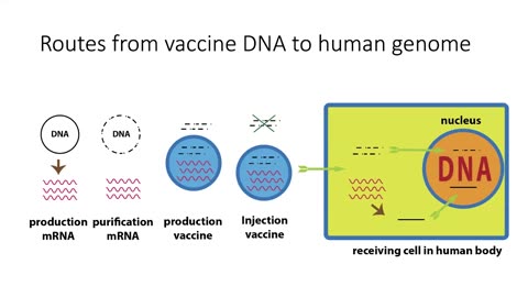 Routes from Vaccine DNA to Human Genome