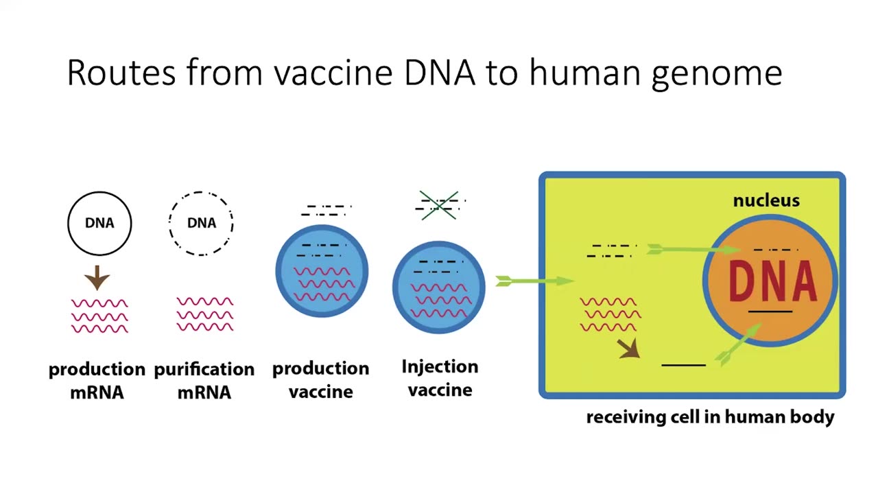 Routes from Vaccine DNA to Human Genome