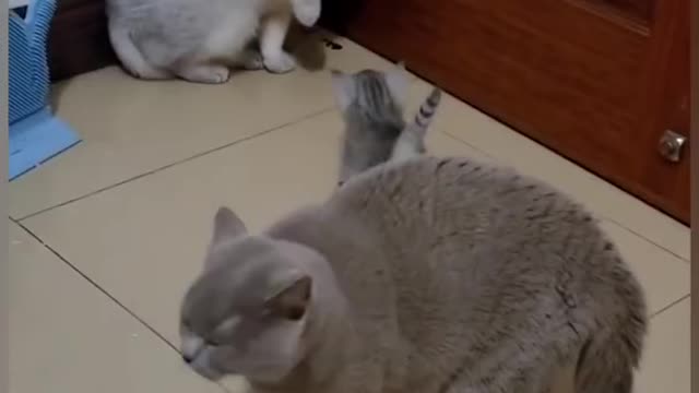 Cat is funny