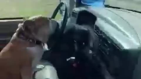 Have you seen a dog on a steering before?