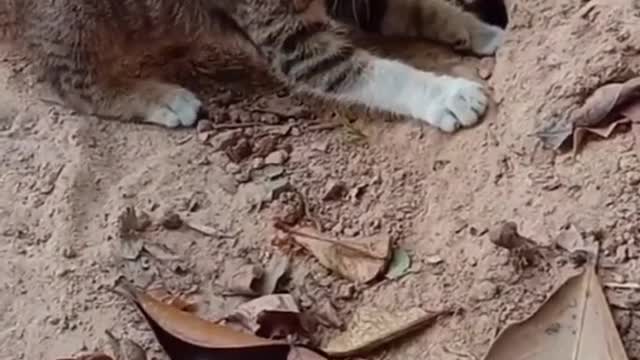 Cute Cat Catching Snakes