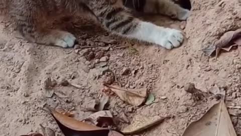 Cute Cat Catching Snakes