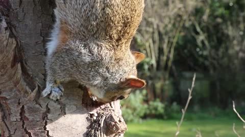 See how the tree stalk eats hunger