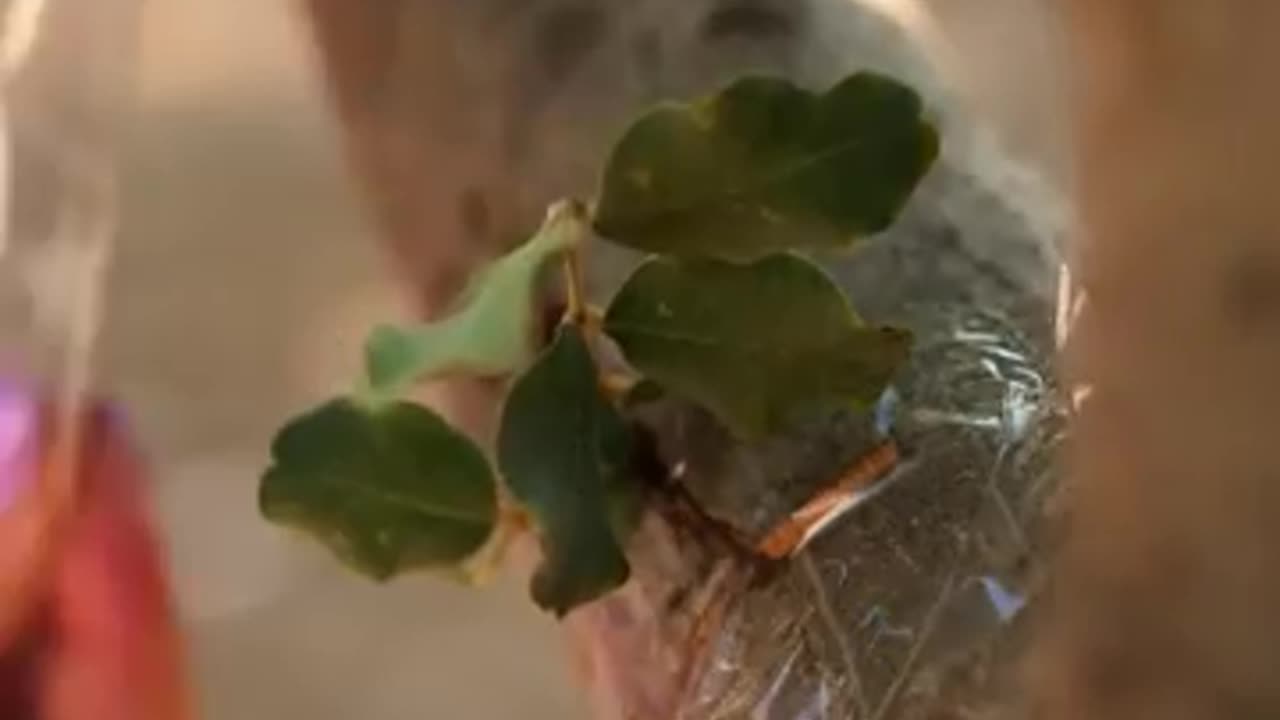 Incredible Gardening Hacks And Growing Tips For Plant Lovers