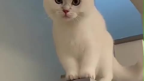 Tingkah laku kucing lucu