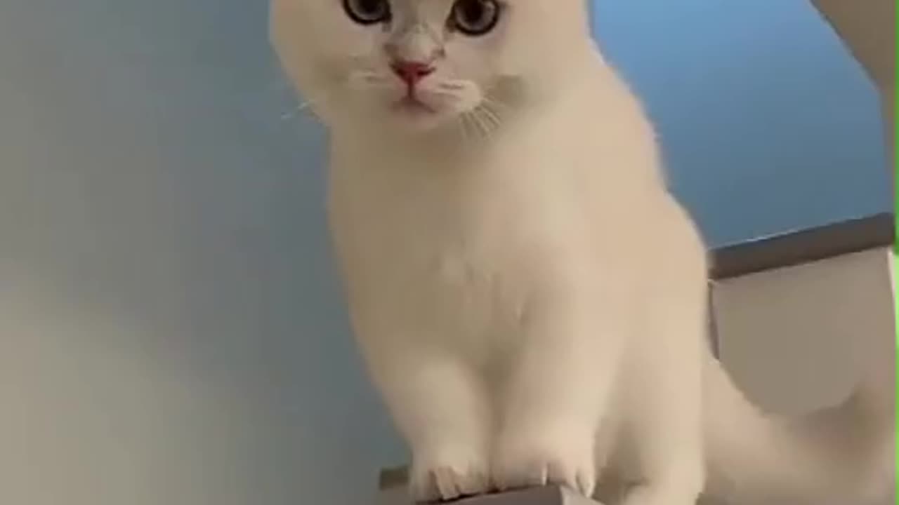 Tingkah laku kucing lucu