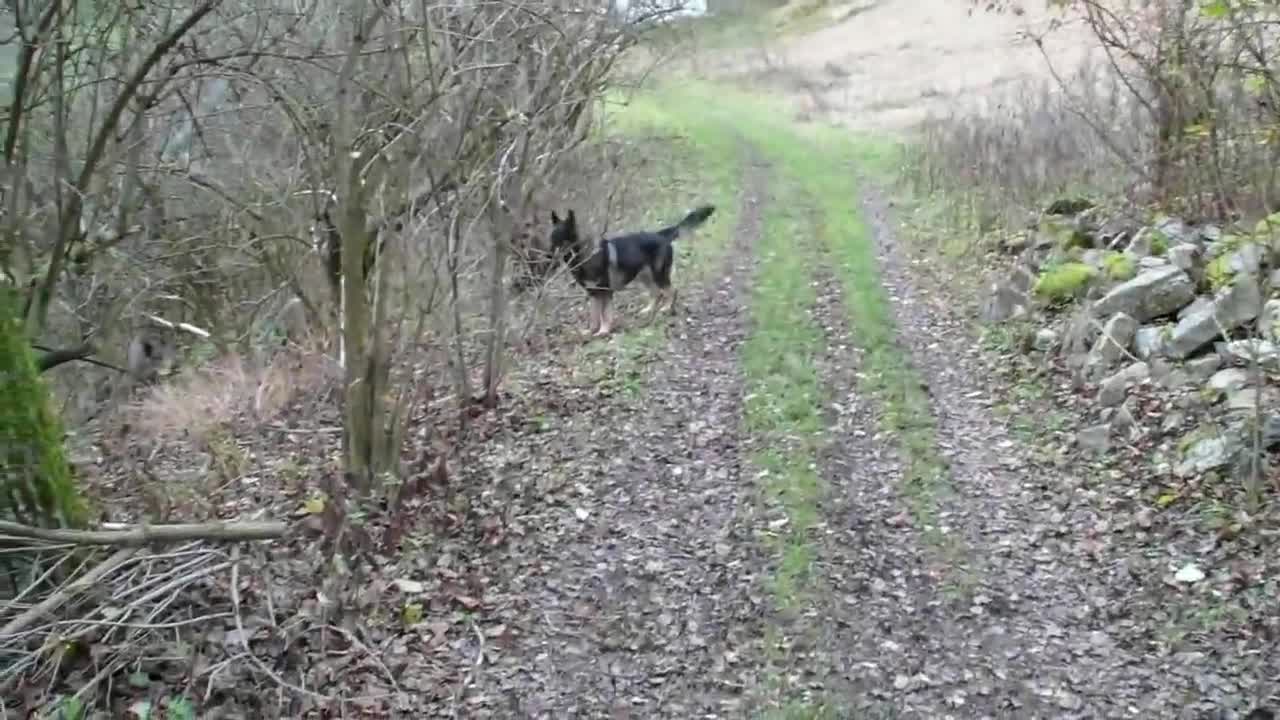 Wolf dog and boars