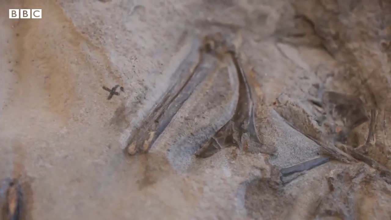 Student finds fossil of 170-million-year-old winged reptile on Scottsh island - NEWS OF WORLD 🌏