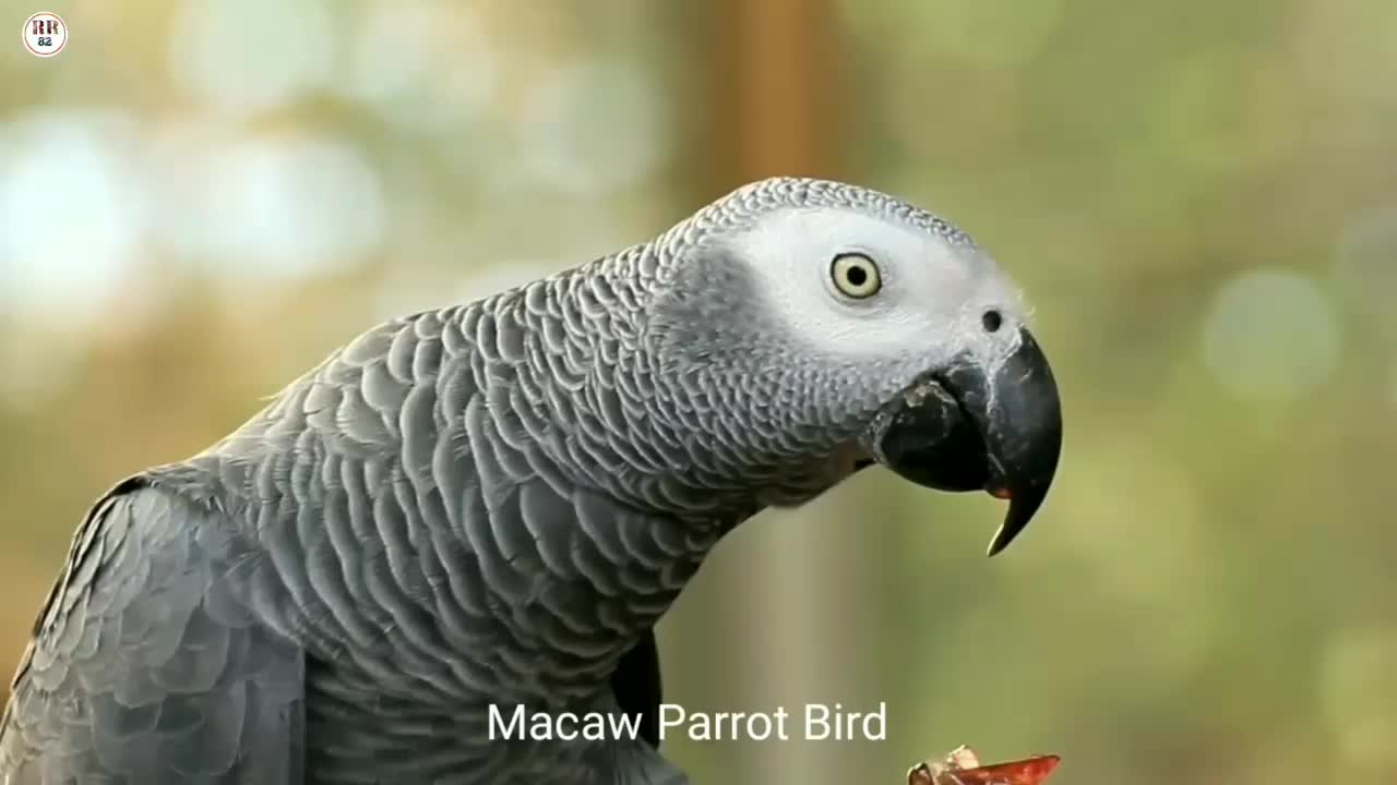 Amazing wildlife bird macaw Parrot | 4k ultra hd Video