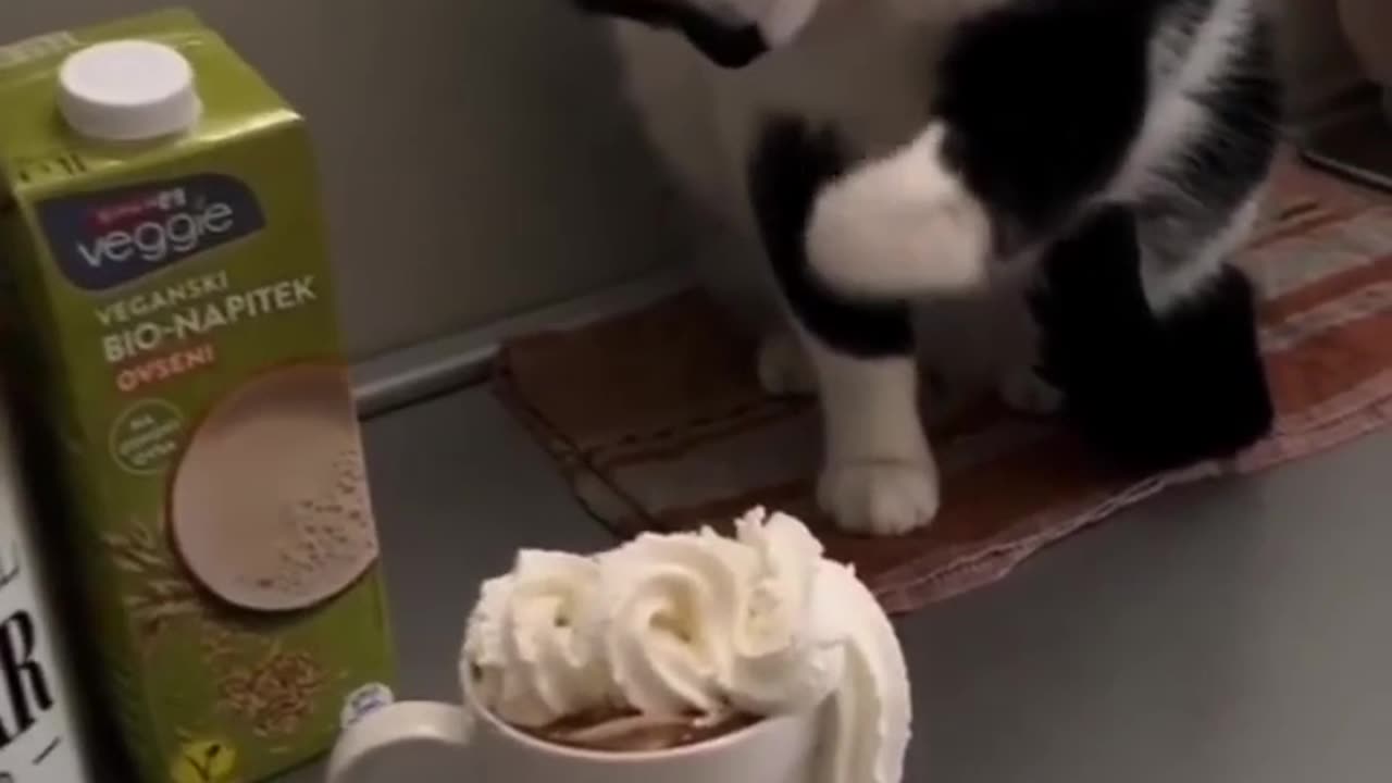 A cat and a cup of coffee