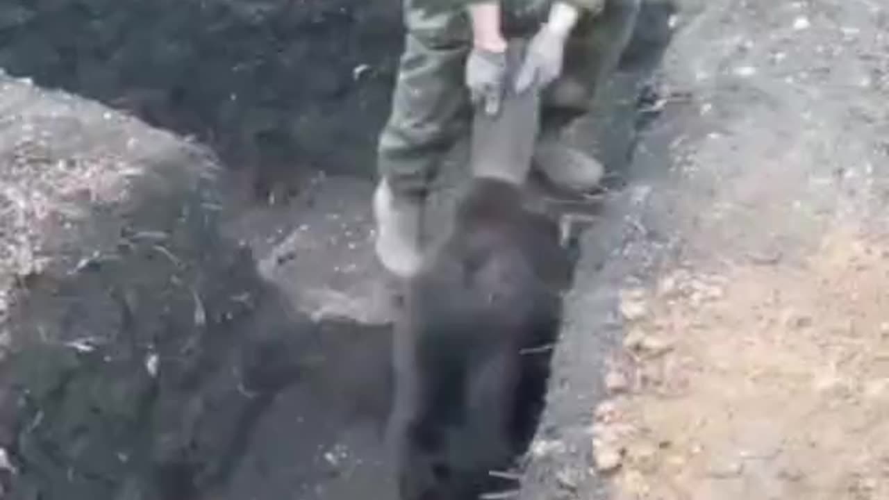 Ukrainian soldiers are trying to drive beaver out of their positions in the Zaporozhye region.