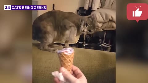 Cats can be jerks | Savage Cata Compilation Part 1