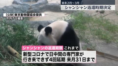 【返還時期"決定"】2023年2月中旬から3月上旬ごろに中国へ返還 上野動物園・シャンシャン