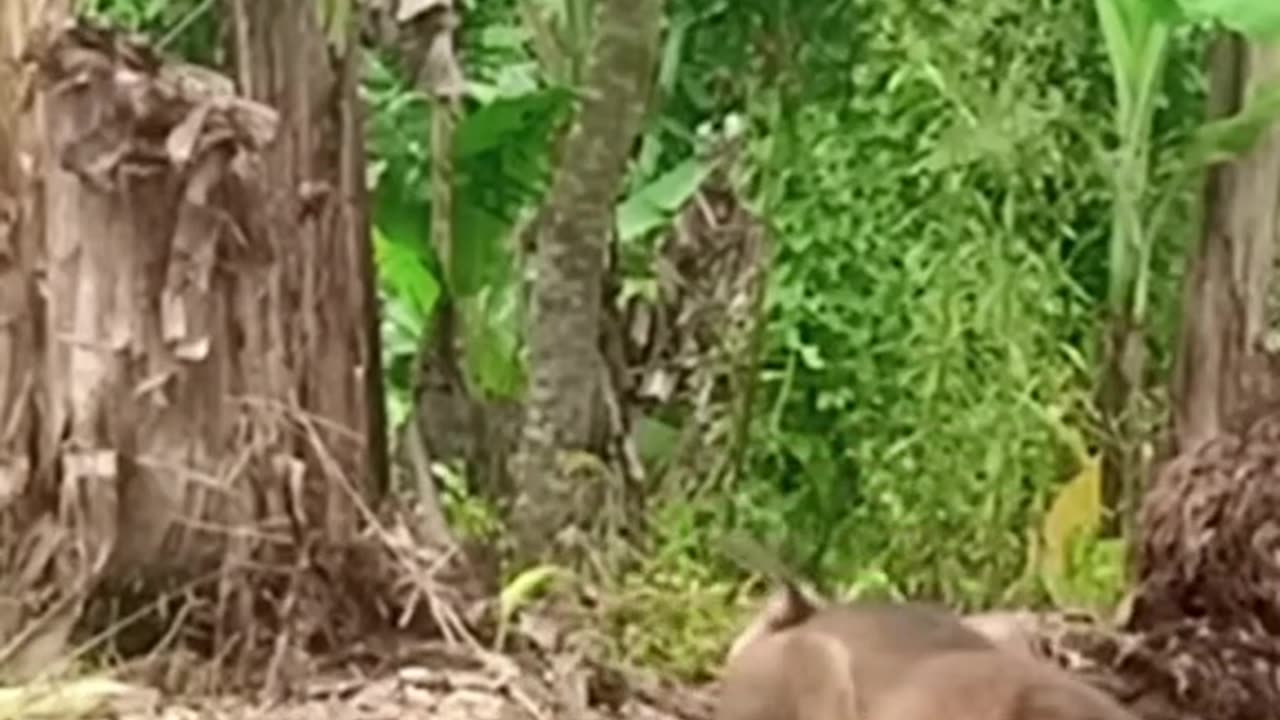 Monkey Funny Moments