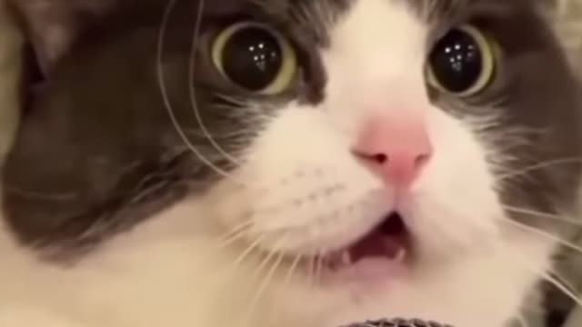 Funny Singing Cat