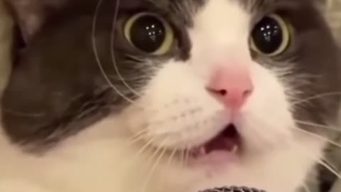 Funny Singing Cat